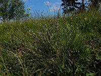 Nardus stricta 16, Borstelgras, Saxifraga-Peter Meininger