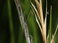 Nardus stricta 2, Borstelgras, Saxifraga-Rutger Barendse