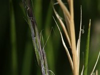 Nardus stricta 3, Borstelgras, Saxifraga-Rutger Barendse