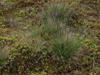 Nardus stricta 5, Borstelgras, Saxifraga-Hans Boll