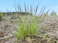 Nardus stricta 7, Borstelgras, Saxifraga-Rutger Barendse