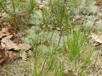 Nardus stricta 8, Borstelgras, Saxifraga-Rutger Barendse