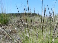 Nardus stricta 9, Borstelgras, Saxifraga-Rutger Barendse