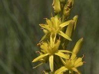 Narthecium ossifragum 106, Beenbreek, Saxifraga-Willem van Kruijsbergen