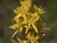 Narthecium ossifragum 107, Beenbreek, Saxifraga-Willem van Kruijsbergen