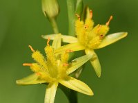 Narthecium ossifragum 113, Beenbreek, Saxifraga-Sonja Bouwman  586. Beenbreek - Narthecium ossifragum - Nartheciaceae familie (i) Hoge Veluwe - Deelensche Veld