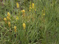 Narthecium ossifragum 115, Beenbreek, Saxifraga-Willem van Kruijsbergen