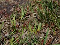 Narthecium ossifragum 10, Beenbreek, Saxifraga-Willem van Kruijsbergen