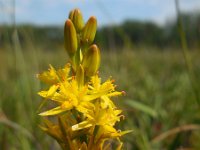 Narthecium ossifragum 100, Beenbreek, Saxifraga-Ed Stikvoort