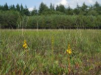 Narthecium ossifragum 101, Beenbreek, Saxifraga-Ed Stikvoort