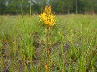 Narthecium ossifragum 102 Beenbreek, Saxifraga-Ed Stikvoort