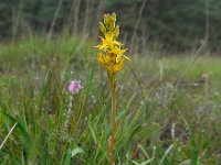 Narthecium ossifragum 104, Beenbreek, Saxifraga-Ed Stikvoort