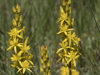 Narthecium ossifragum 105, Beenbreek, Saxifraga-Willem van Kruijsbergen