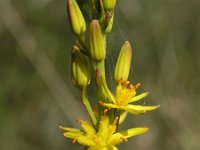 Narthecium ossifragum 11, Beenbreek, Saxifraga-Hans Dekker