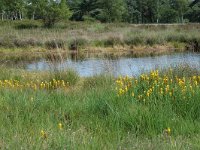 Narthecium ossifragum 17, Beenbreek, habitat, Saxifraga-Willem van Kruijsbergen