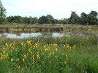 Narthecium ossifragum 19, Beenbreek, habitat, Saxifraga-Willem van Kruijsbergen