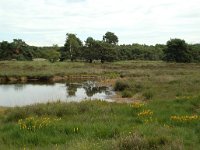 Narthecium ossifragum 20, Beenbreek, habitat, Saxifraga-Willem van Kruijsbergen