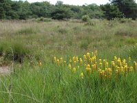 Narthecium ossifragum 21, Beenbreek, habitat, Saxifraga-Willem van Kruijsbergen