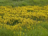 Narthecium ossifragum 24, Beenbreek, Saxifraga-Willem van Kruijsbergen