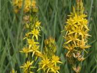 Narthecium ossifragum 25, Beenbreek, Saxifraga-Rutger Barendse