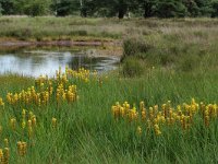 Narthecium ossifragum 26, Beenbreek, habitat, Saxifraga-Willem van Kruijsbergen