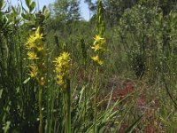 Narthecium ossifragum 28, Beenbreek, Saxifraga-Rob Felix : Plantae, Plants, planten