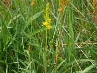 Narthecium ossifragum 30, Beenbreek, Saxifraga-Rudmer Zwerver