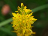 Narthecium ossifragum 31, Beenbreek, Saxifraga-Rudmer Zwerver