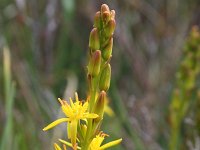 Narthecium ossifragum 32, Beenbreek, Saxifraga-Jeroen Willemsen