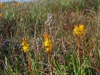 Narthecium ossifragum 33, Beenbreek, Saxifraga-Jeroen Willemsen