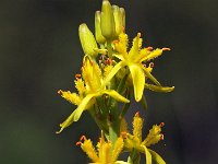 Narthecium ossifragum 37, Beenbreek, Saxifraga-Hans Dekker