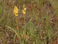 Narthecium ossifragum 38, Beenbreek, Saxifraga-Bas Klaver