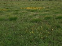 Narthecium ossifragum 47, Beenbreek, Saxifraga-Hans Boll