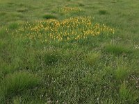 Narthecium ossifragum 52, Beenbreek, Saxifraga-Hans Boll