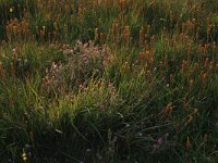 Narthecium ossifragum 56, Beenbreek, Saxifraga-Hans Boll