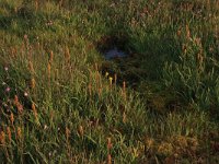 Narthecium ossifragum 58, Beenbreek, Saxifraga-Hans Boll