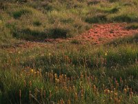 Narthecium ossifragum 59, Beenbreek, Saxifraga-Hans Boll