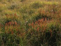 Narthecium ossifragum 60, Beenbreek, Saxifraga-Hans Boll