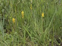 Narthecium ossifragum 89, Beenbreek, Saxifraga-Willem van Kruijsbergen