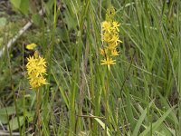 Narthecium ossifragum 90, Beenbreek, Saxifraga-Willem van Kruijsbergen