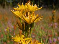 Narthecium ossifragum 91, Beenbreek, Saxifraga-Ed Stikvoort