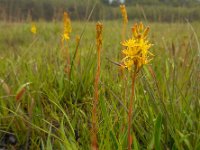 Narthecium ossifragum 92, Beenbreek, Saxifraga-Ed Stikvoort