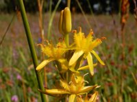 Narthecium ossifragum 95, Beenbreek, Saxifraga-Ed Stikvoort