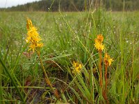 Narthecium ossifragum 96, Beenbreek, Saxifraga-Ed Stikvoort