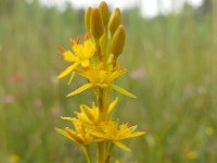 Narthecium ossifragum 97 Beenbreek, Saxifraga-Ed Stikvoort