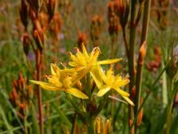 Narthecium ossifragum 98, Beenbreek, Saxifraga-Ed Stikvoort