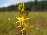 Narthecium ossifragum 99, Beenbreek, Saxifraga-Ed Stikvoort