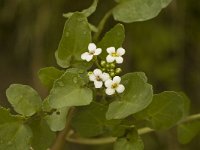 Nasturtium microphyllum 1, Slanke waterkers, Saxifraga-Jan van der Straaten