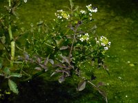 Nasturtium microphyllum 10, Slanke waterkers, Saxifraga-Ed Stikvoort