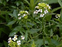 Nasturtium microphyllum 11, Slanke waterkers, Saxifraga-Ed Stikvoort